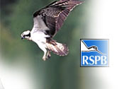 Osprey nest monitoring project